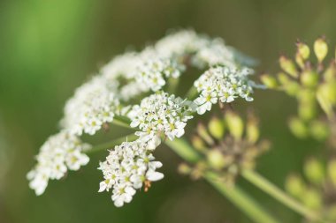 Heracleum siamicum Craib Beyaz çiçekler doğada çiçek lenme