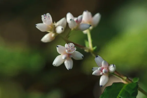 Winzige Weiße Blüten Den Tropischen Wäldern Thailands — Stockfoto