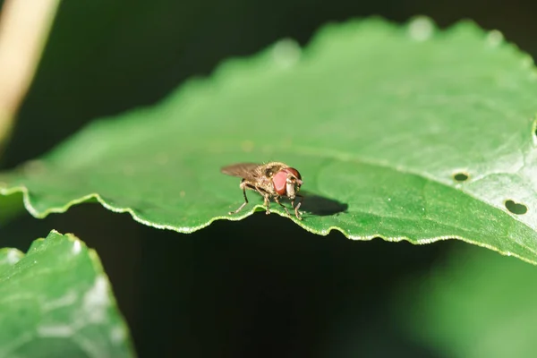 House Fly on the leaves can be found in houses