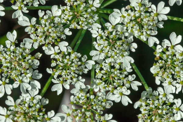 Heracleum siamicum Craib White flowers are blooming in nature