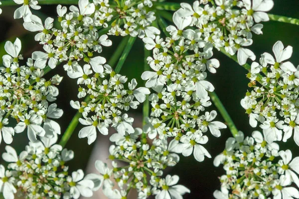 Heracleum Siamicum Craib Białe Kwiaty Kwitną Przyrodzie — Zdjęcie stockowe