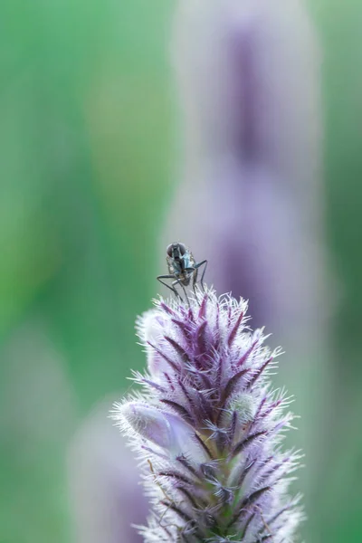 House Fly Purple Flower Found Bushes Daytime — Stock Photo, Image