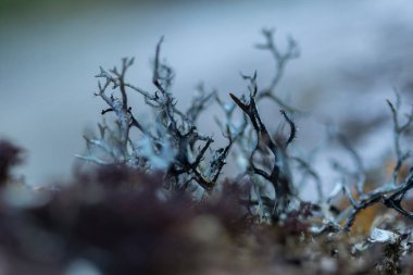 Doğada nem ile kuru kereste üzerinde Likenler