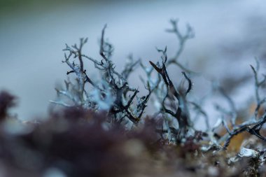 Doğada nem ile kuru kereste üzerinde Likenler