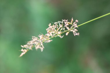 Güzel doğada çimenlerden polen çiçekli.