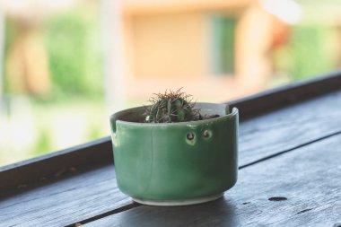 Ahşap balkona yerleştirilen tencerelerde kaktüs