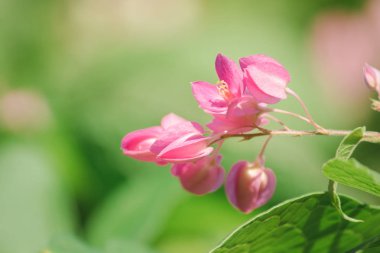Antigonon leptopus Hook çiçek güzel bir buket olduğunu.