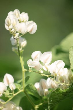 Antigonon leptopus Hook çiçek güzel bir buket olduğunu.