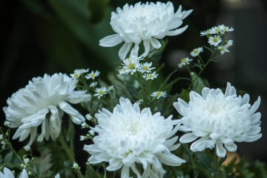 Beyaz Krizantem Buketgüzel, renkli bir çiçek.