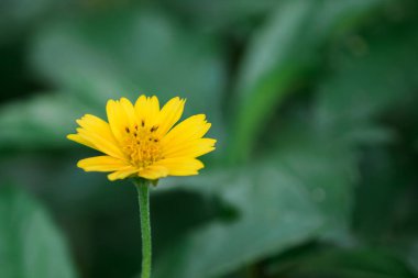 Wedelia trilobata güzel çiçek açıyor