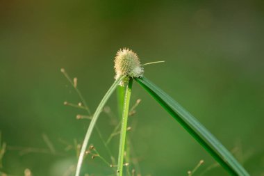 Polenler, geç yağışlı mevsimin doğasında solan çimenler.