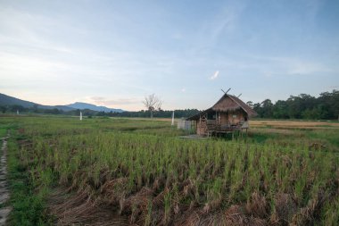 Tayland akşamı pirinç tarlaları Manzara