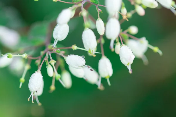 Tiny White Flowers Tropical Forests Thailand — Stock Photo, Image