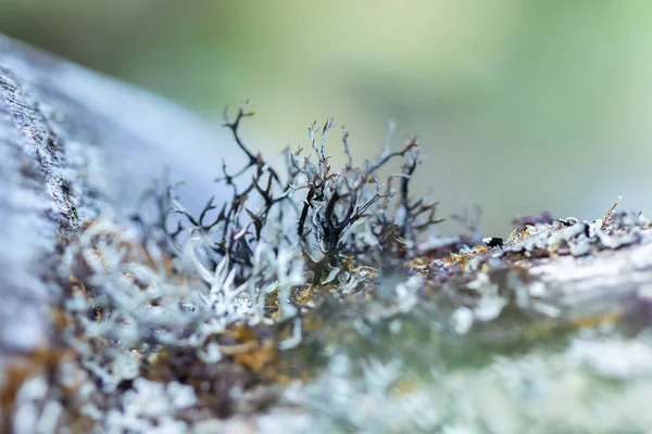 Lichens Sur Bois Sec Avec Humidité Dans Nature — Photo