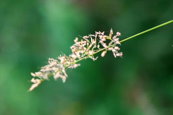 Pollen Aus Dem Gras Schöner Natur Blühen — Stockfoto