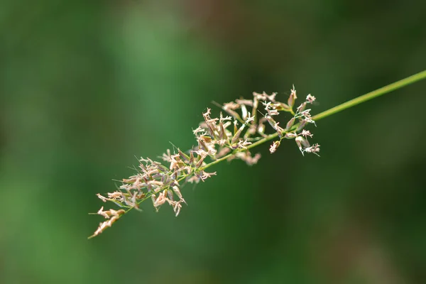 Пилок Трави Красивій Природі Цвіте — стокове фото