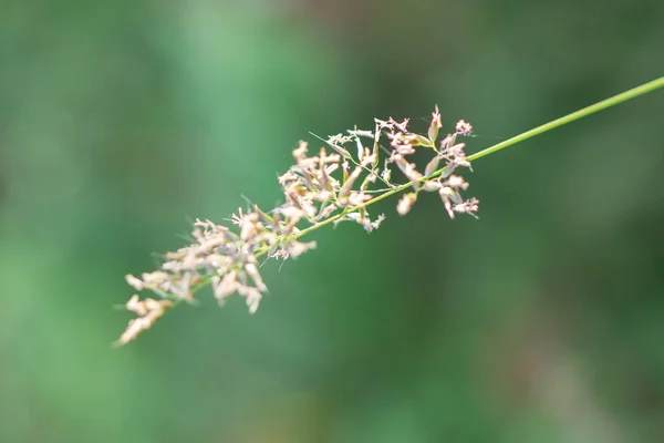 Pollen Füvön Gyönyörű Természet Virágzás — Stock Fotó