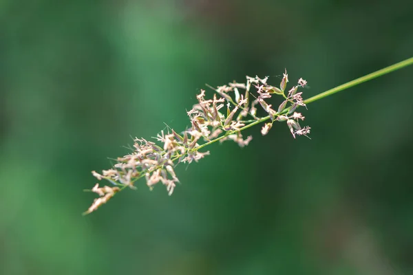 Pollen Aus Dem Gras Schöner Natur Blühen — Stockfoto