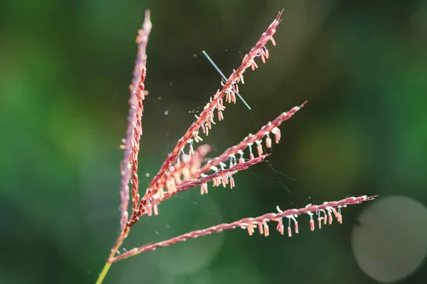Pók Hálók Vannak Természetes Pollen Széna Jellegű — Stock Fotó