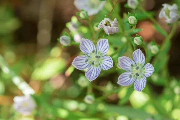 Swertia Angustifolia Çok Güzel Çiçek Açıyor Nadir Bir Orman Türü — Stok fotoğraf