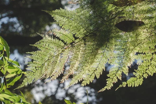 Tfern Löv Skogen Påverkar Morgonsolen — Stockfoto