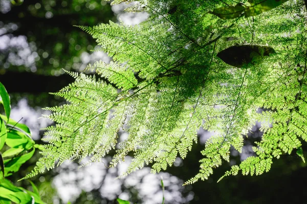 Tfern Löv Skogen Påverkar Morgonsolen — Stockfoto