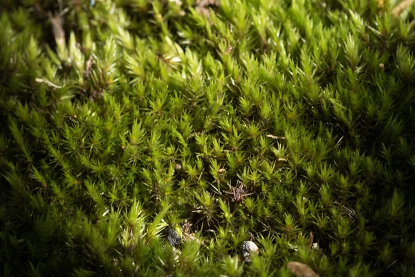 Moss Está Seco Nos Ramos Floresta Verão Que Não Tem — Fotografia de Stock