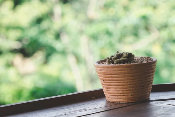 Cactus Dans Des Pots Placés Sur Balcon Bois — Photo