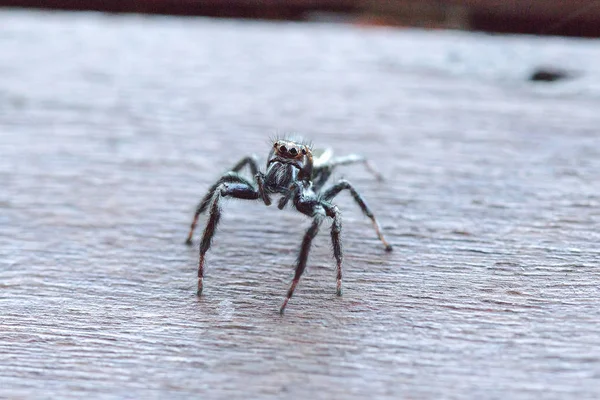 Eine Kleine Schwarze Spinne Auf Dem Holzboden Stellt Eine Bedrohung — Stockfoto