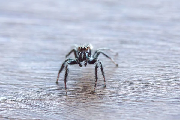 Eine Kleine Schwarze Spinne Auf Dem Holzboden Stellt Eine Bedrohung — Stockfoto