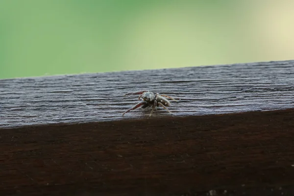Une Petite Araignée Noire Sur Les Planchers Bois Pose Des — Photo