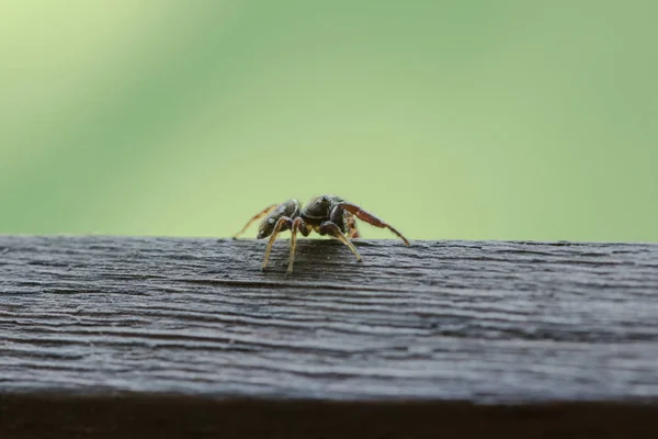 Eine Kleine Schwarze Spinne Auf Dem Holzboden Stellt Eine Bedrohung — Stockfoto