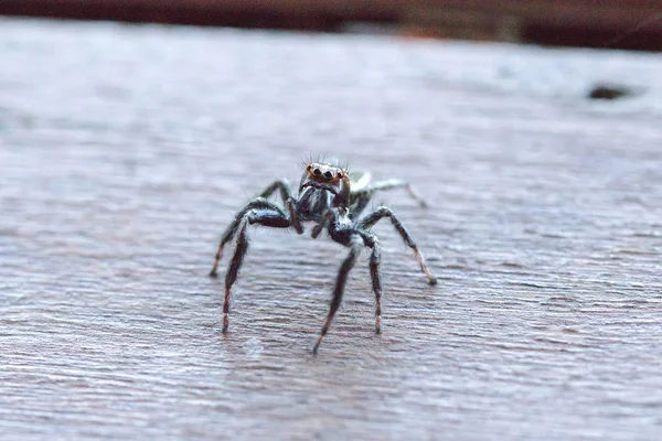 木地板上的一只小黑蜘蛛正在构成威胁 — 图库照片