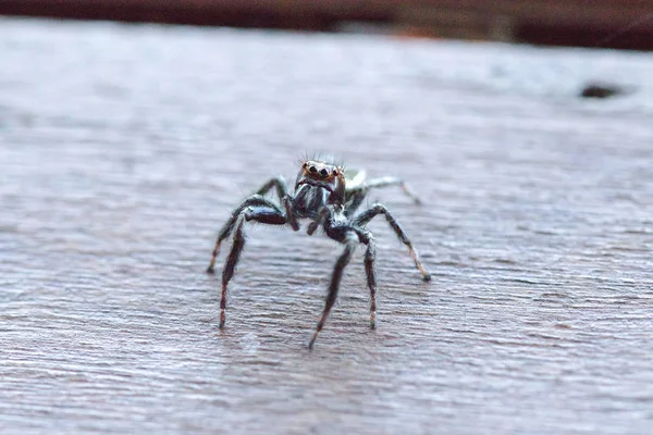 Una Pequeña Araña Negra Los Pisos Madera Está Planteando Amenazas —  Fotos de Stock