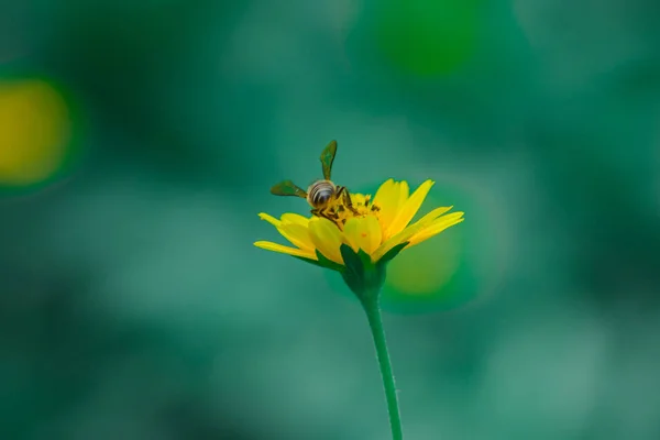 Wedelia Trilobata Daki Arılar Doğada Güzel Bir Şekilde Çiçek Açıyorlar — Stok fotoğraf