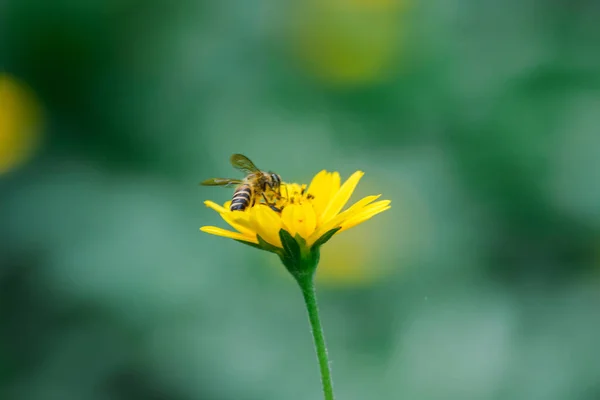 Bees Wedelia Trilobata Blooming Beautifully Nature — Stock Photo, Image