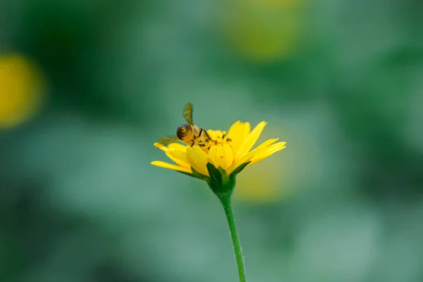 Las Abejas Wedelia Trilobata Están Floreciendo Bellamente Naturaleza —  Fotos de Stock