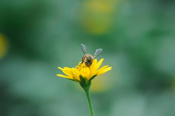 Las Abejas Wedelia Trilobata Están Floreciendo Bellamente Naturaleza —  Fotos de Stock