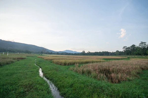 Landschaft Von Reisfeldern Abend Von Thailand — Stockfoto