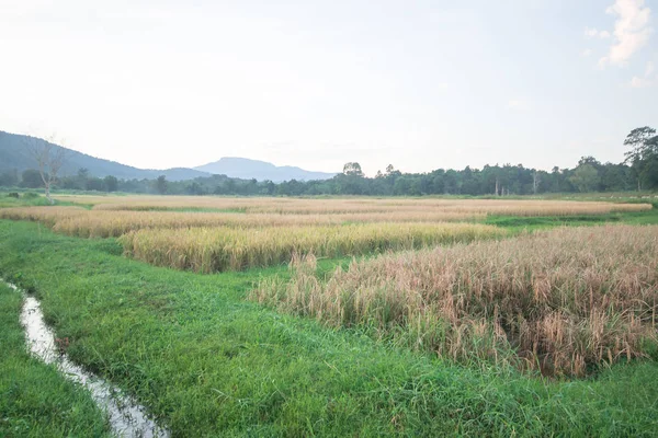 Landschaft Von Reisfeldern Abend Von Thailand — Stockfoto