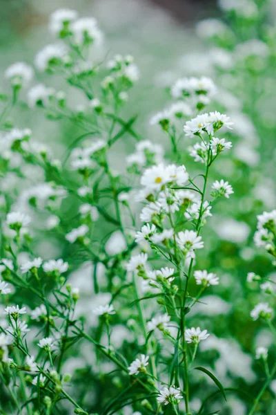 Белый Режущий Цветок Цветет Красиво — стоковое фото