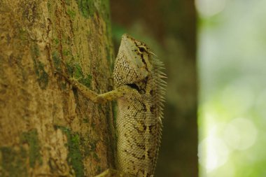 Ağaçlarda sarı kertenkele doğa ile uyum içinde renkli.