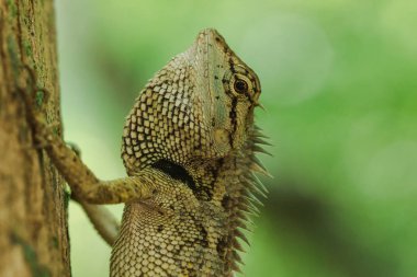 Ağaçlarda sarı kertenkele doğa ile uyum içinde renkli.