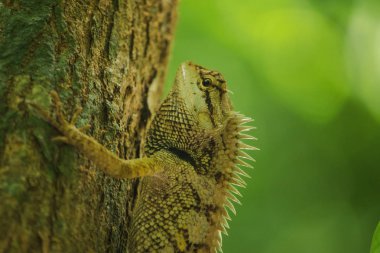 Ağaçlarda sarı kertenkele doğa ile uyum içinde renkli.