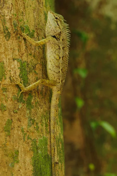 木の上の黄色いトカゲは自然と調和してカラフルです — ストック写真