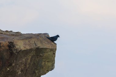 Gri kuş dağın üzerinde yüksek bir uçurumda.