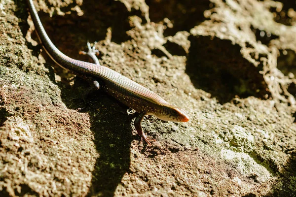 Skink Ground Reptile Can Found General Forest — Stock Photo, Image