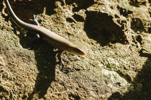 Skink Ground Reptile Can Found General Forest — Stock Photo, Image
