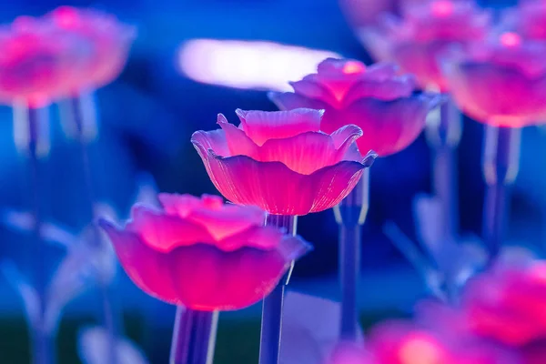 Lights Decorated Flowers Create Beautiful Light Night Festival — Stock Photo, Image