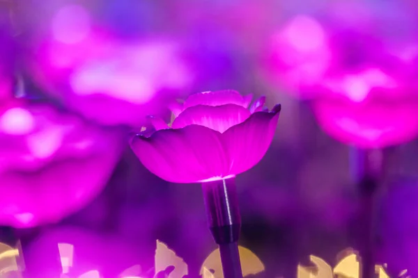 Lights Decorated Flowers Create Beautiful Light Night Festival — Stock Photo, Image
